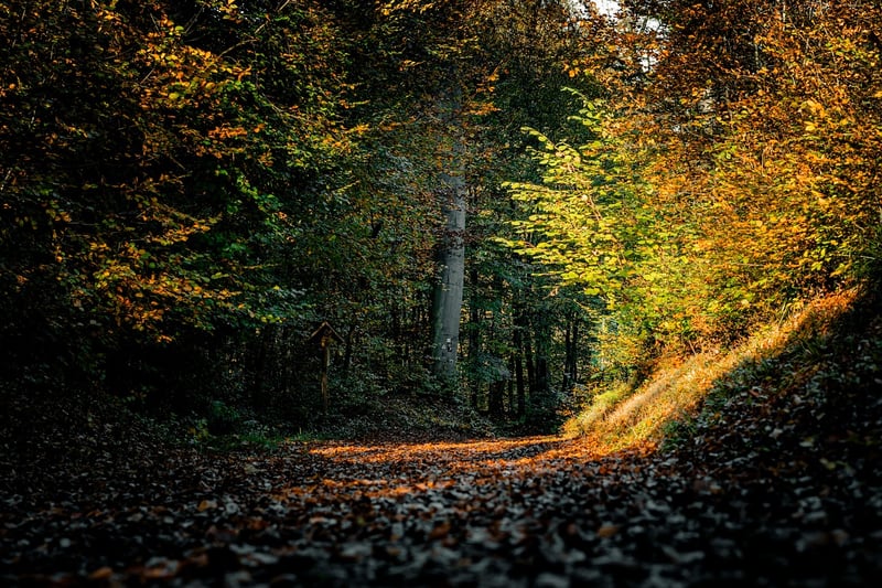 Autumn Forest
